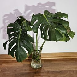 Monstera Deliciosa Cutting – Rooted, Mature Plant