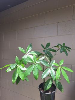 Potted Money Tree (Pachira Aquatica)