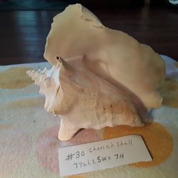 #30 DECORATIVE CHONCH SHELLS