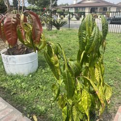 Árbol De Mango Peta con