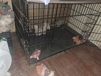 Dog Cage Large - Special Today