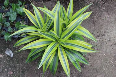 Lemon Lime Dracaena
