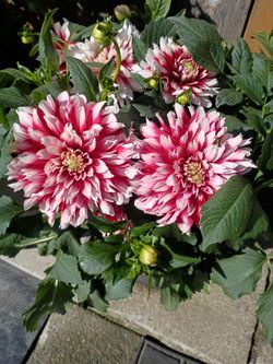 Dahlias