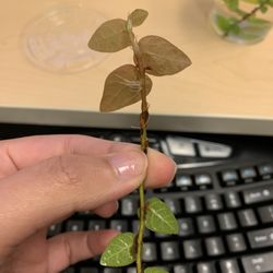 Ficus Pumila Rooted Plant