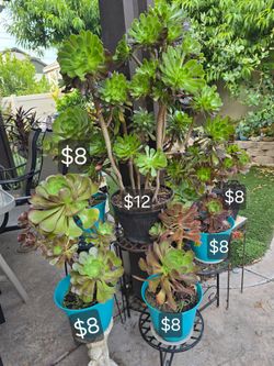 Healthy succulents
