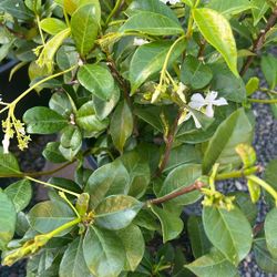 Star Jasmine 