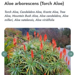 Torch Aloe 
