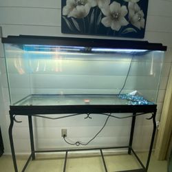 Fish Tank 
