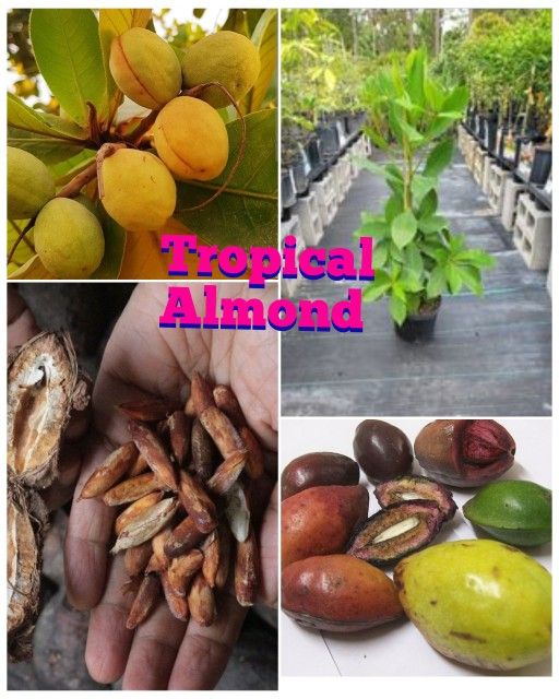Tropical Almond Trees In 3gal Arboles De Almendra Tropical