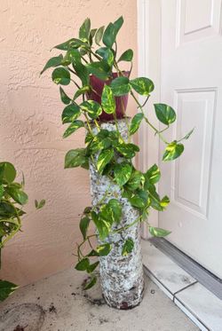 Beautiful real plant
