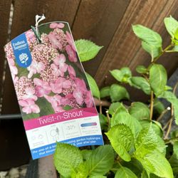 Hydrangea (Endless  Summer -Twist n Shout Color) In 5 Gallon Black  Nursery Pot