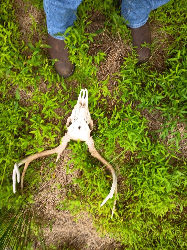 Deer Skull With Antlers For Anyone Who Would Be Interested In This C
