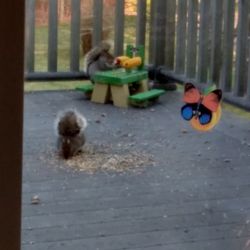 Bird Houses And Squirrel Feeder Picnic Table