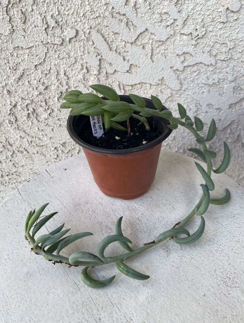 4 Inch Pot Succulent Plant - Senecio Radicans Hybrid - String of Fish Hooks - Trailing Succulent - Drought Resistant - Established Plant - 🪴