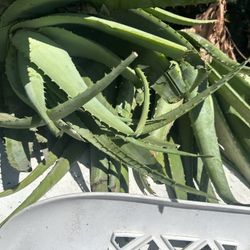 Aloe Plants 