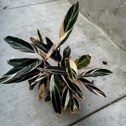 Stromanthe Triostar 6” Live Plant