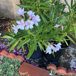 5 Gal Petite Pink Oleanders 