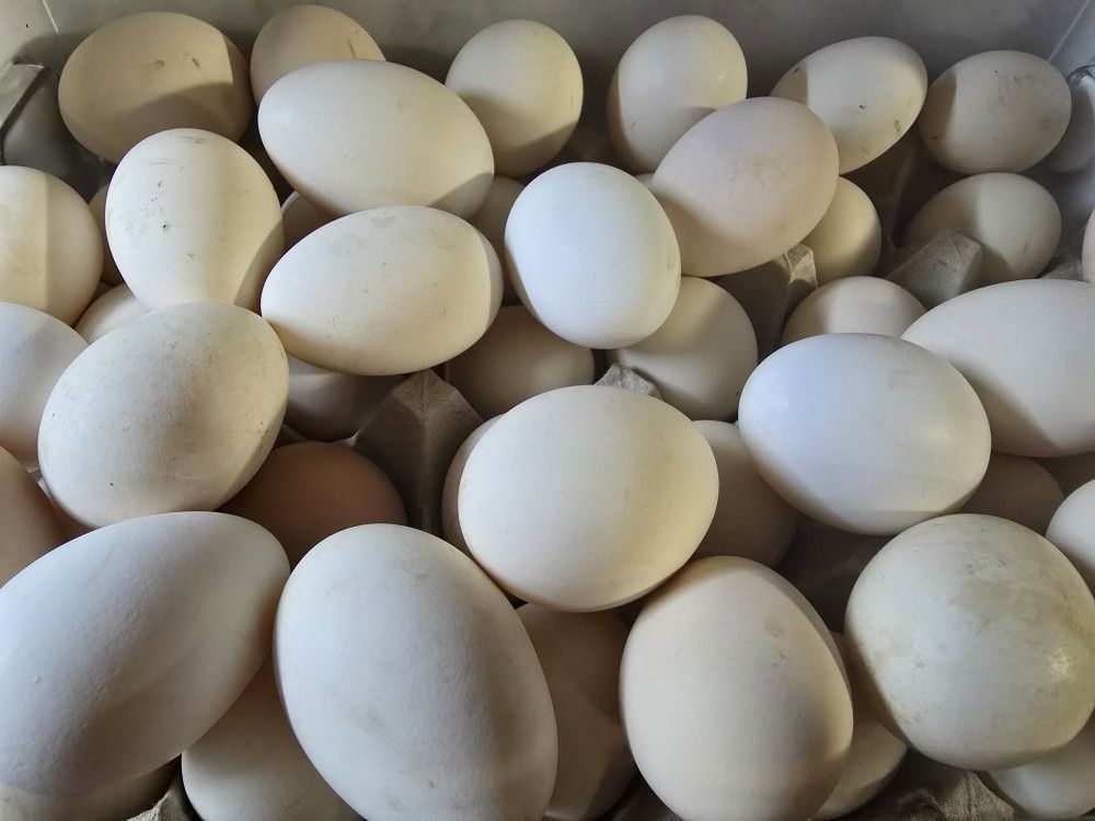 Fresh Eggs