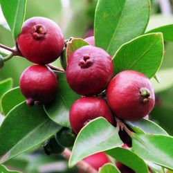 Cherry guava