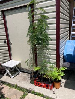 *$3 to $20* Royal Poinciana Tree Seedlings | Flamboyant Trees