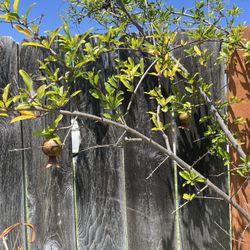 Pomegranate Trees For Sale 