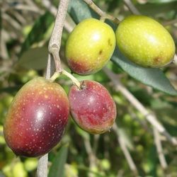 Olive  Tree