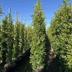 Ficus Nitida Indian Laurel 8’- 8’ 1/2” Tall