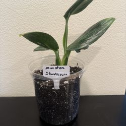 Monstera Standleyana Plant
