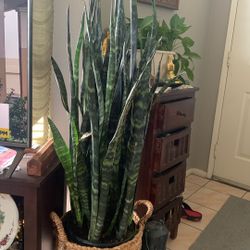 Sansivoeria 4 Feet Tall With Basket