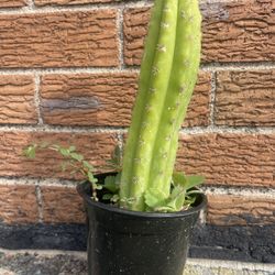 San Pedro cactus