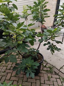 Fig Tree LSU Hollier