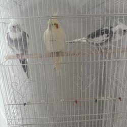 Cage/bird