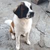 Omar