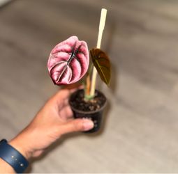 Alocasia red secret Cuprea