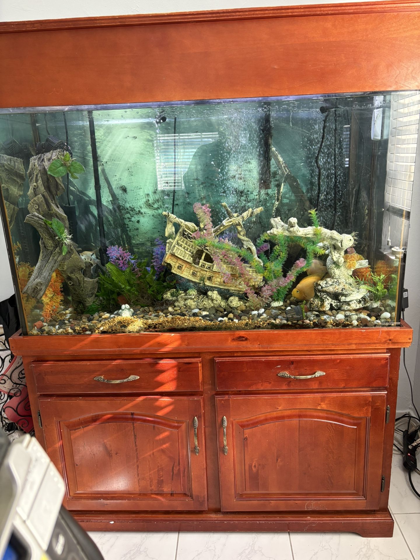 Established 110 Gallon Fresh Water Aquarium
