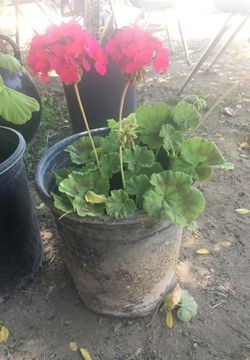 Plants