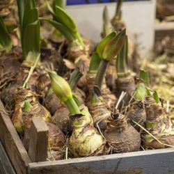 Iris Bulbs