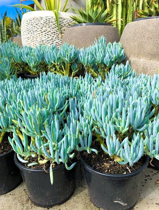 Senecio Serpens “Blue Chalksticks”