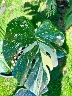 Very big Monstera Thai Constellation two grow points