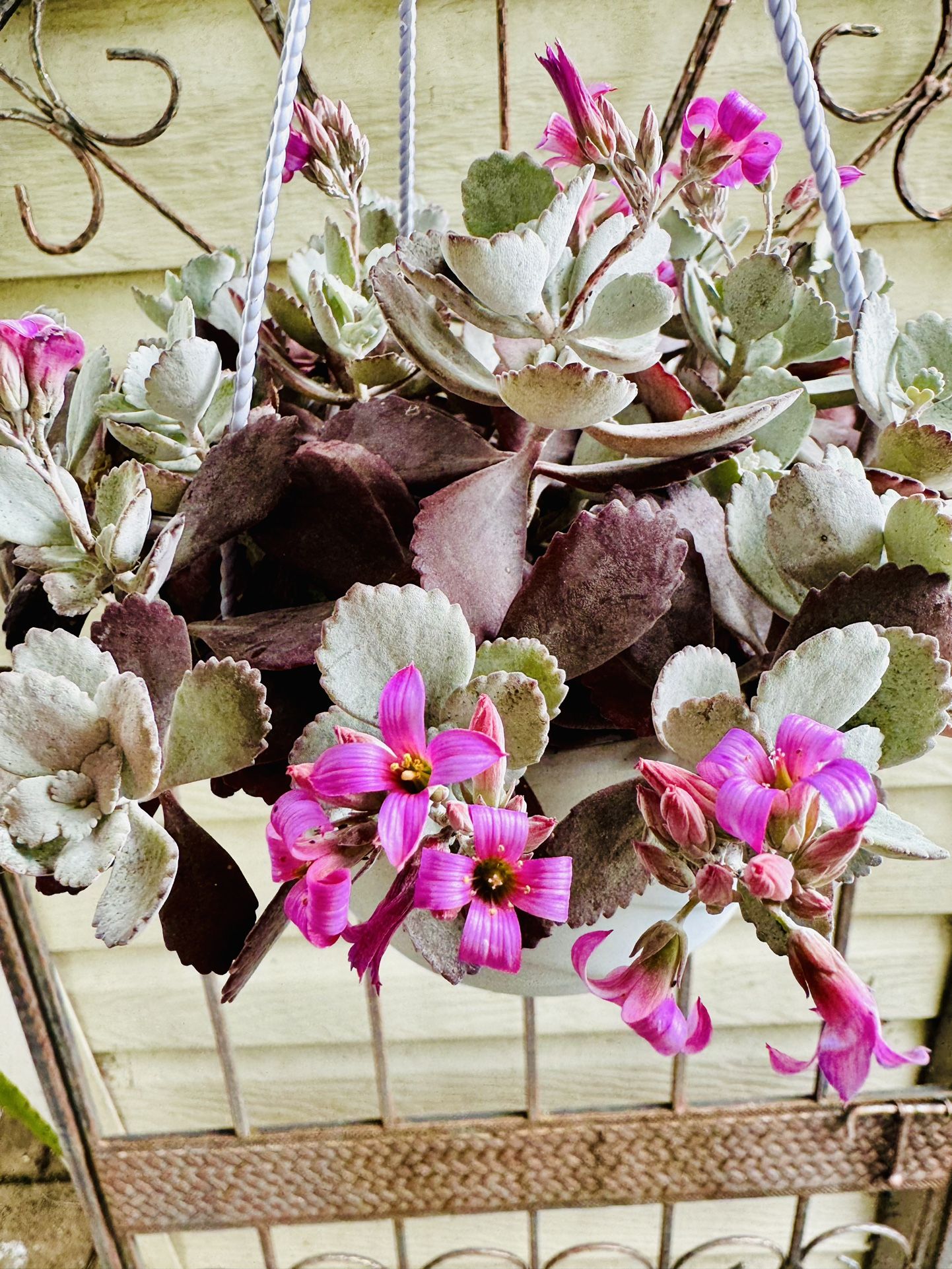 RARE KALANCHOE PUMILA SUCCULENT HANGING PLANT - In Bloom