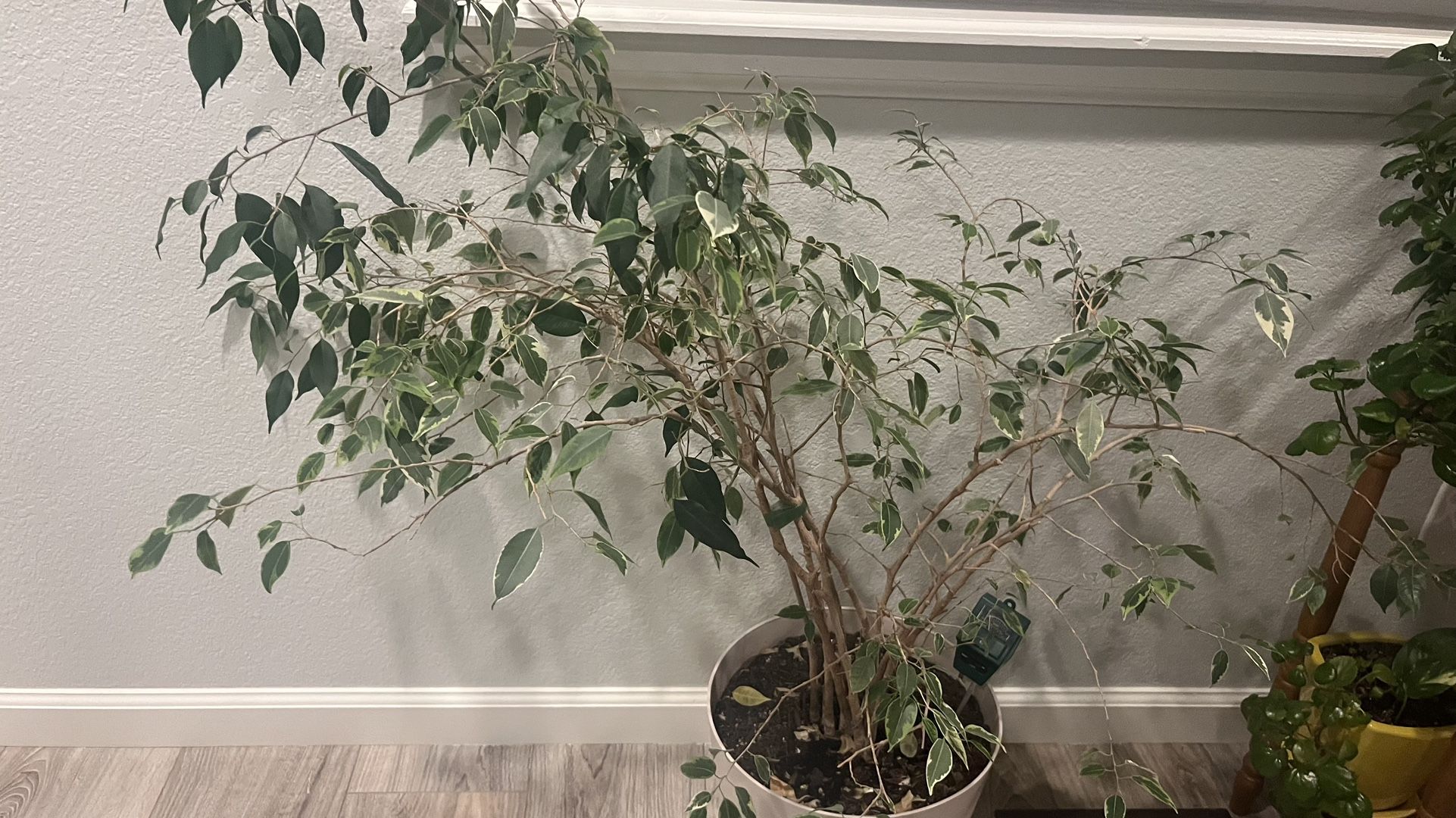 Indoor Plant