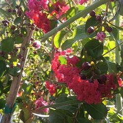 Crape Myrtle Plants.