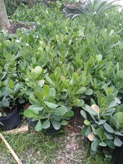 Calusia on sale! $4.50