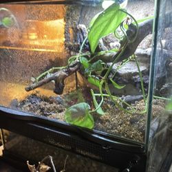 Bioactive terrarium