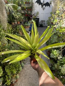 Beautiful Bromeliad 