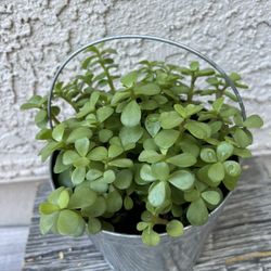 Succulent Live Plant 