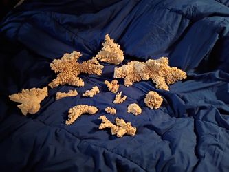 Antique Coral 100 Yrs Old