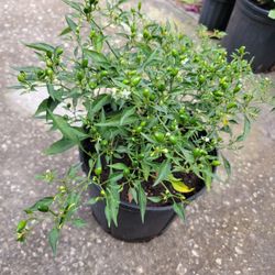Hot Thai Peppers Plant 