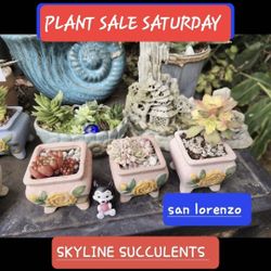 SUCCULENT AND PLANT SALE SUNDAY  FROM 1PM TO 4PM IN SAN LORENZO