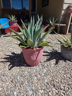 Agave